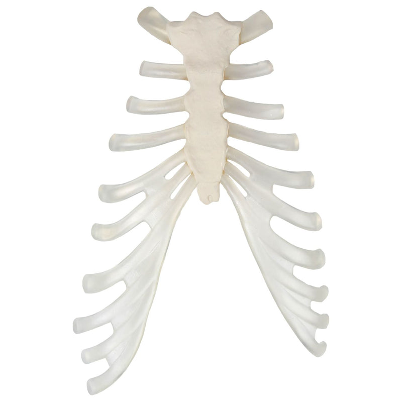 Load image into Gallery viewer, Disarticulated Ribs, Single Side, Set of 12