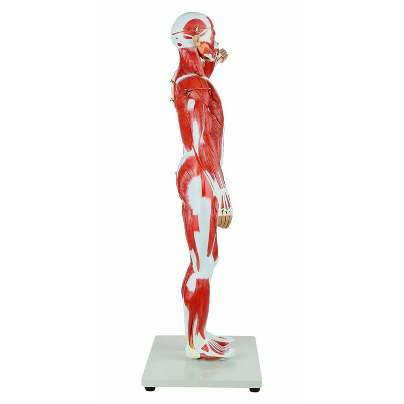 將圖像載入到圖庫檢視器中, Muscular Figure Model, 1/2 Size