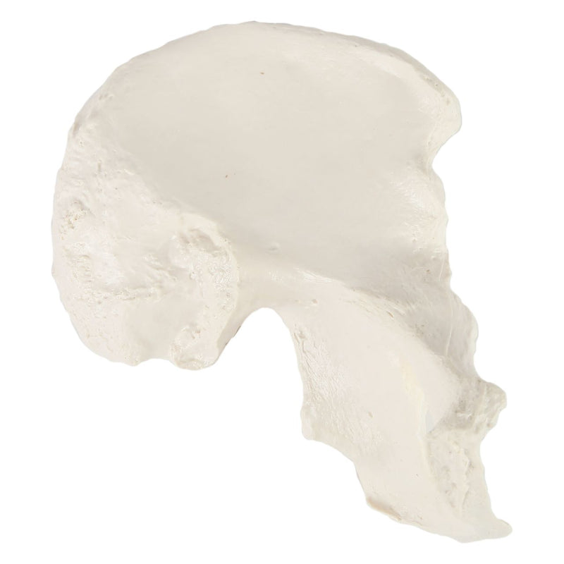 Load image into Gallery viewer, Hip Bone Model