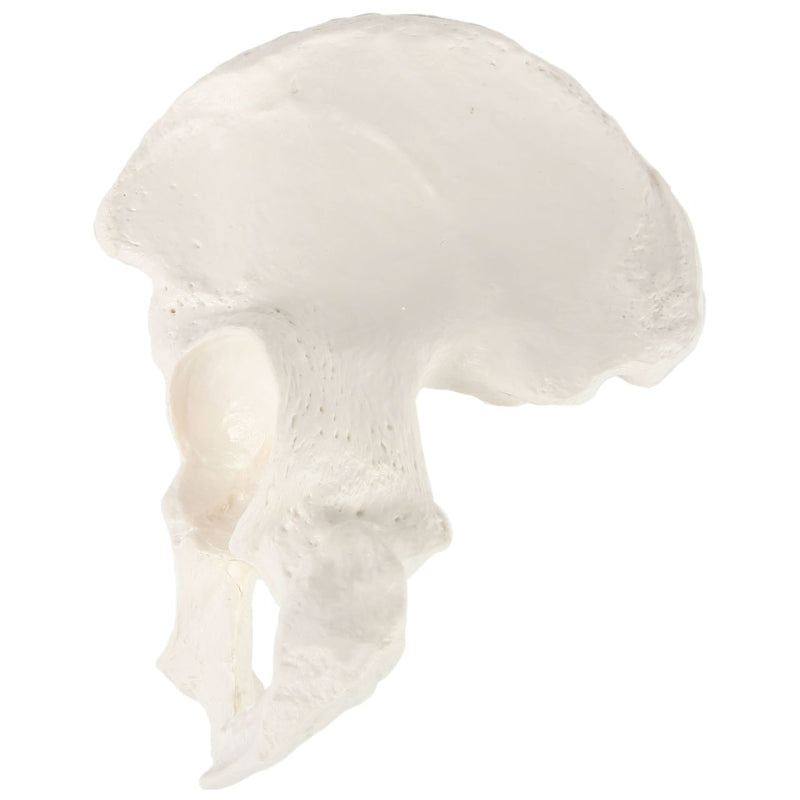 Load image into Gallery viewer, Hip Bone Model