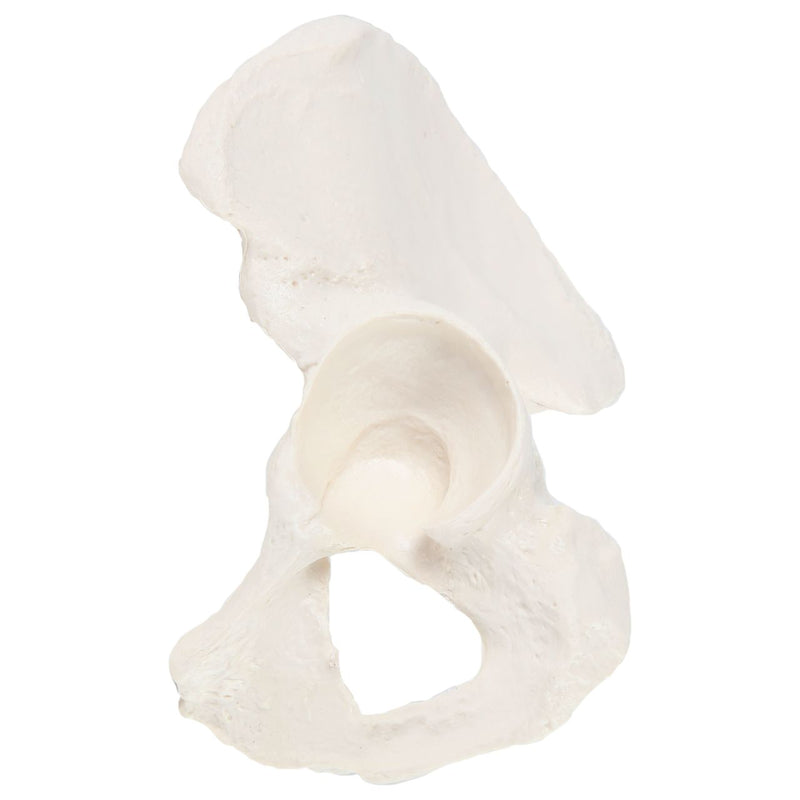 Load image into Gallery viewer, Hip Bone Model