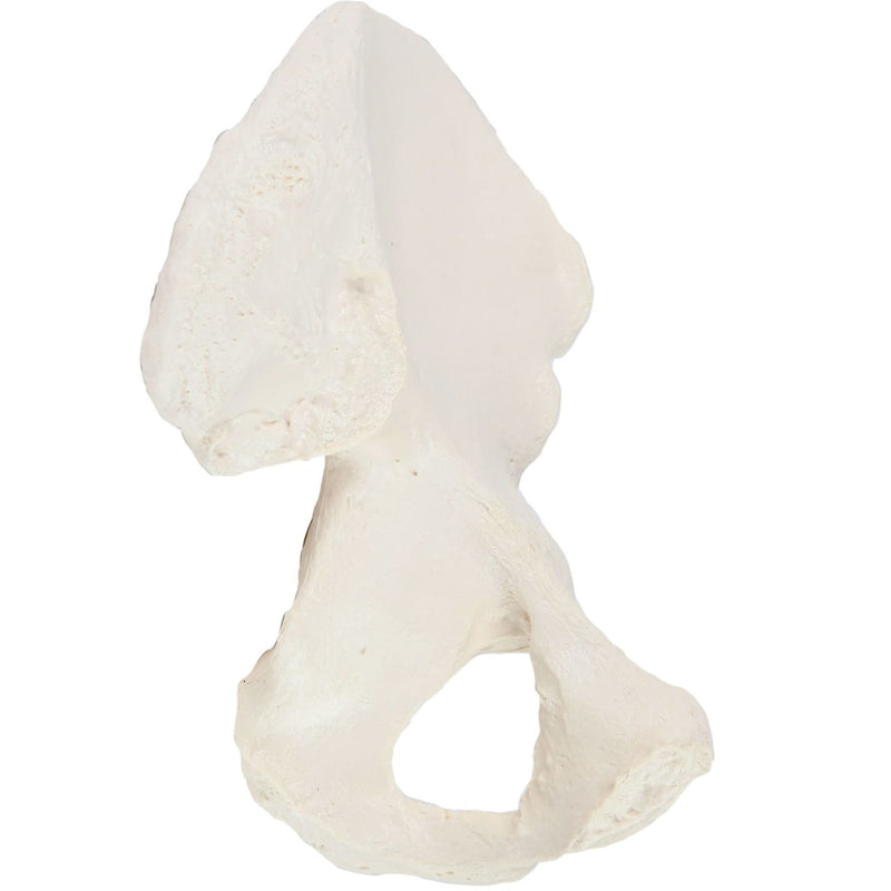 Load image into Gallery viewer, Hip Bone Model