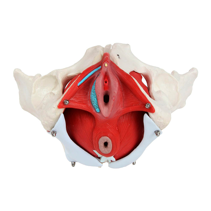 Load image into Gallery viewer, Female Pelvis Model, 6 Parts