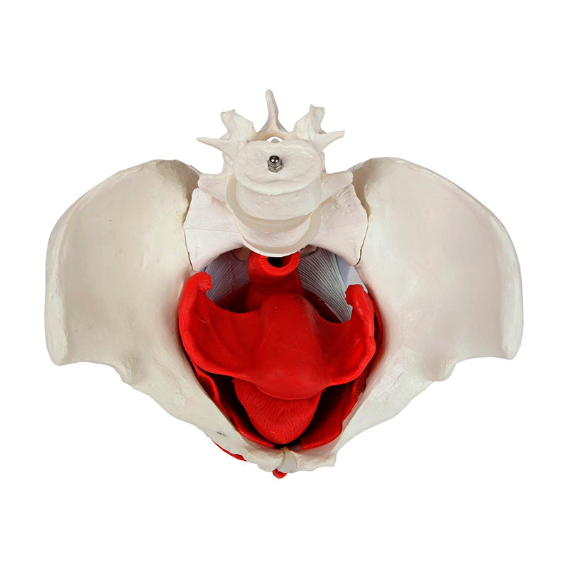 Load image into Gallery viewer, Female Pelvis Model, 6 Parts
