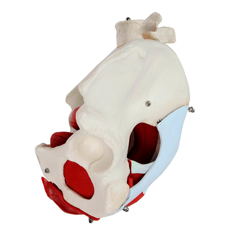 Load image into Gallery viewer, Female Pelvis Model, 6 Parts