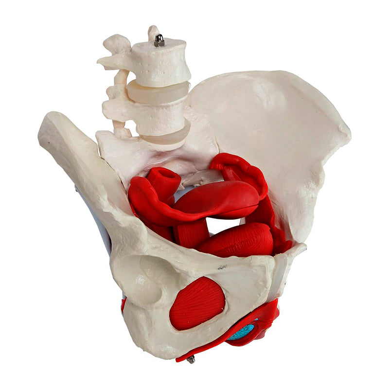Load image into Gallery viewer, Female Pelvis Model, 6 Parts