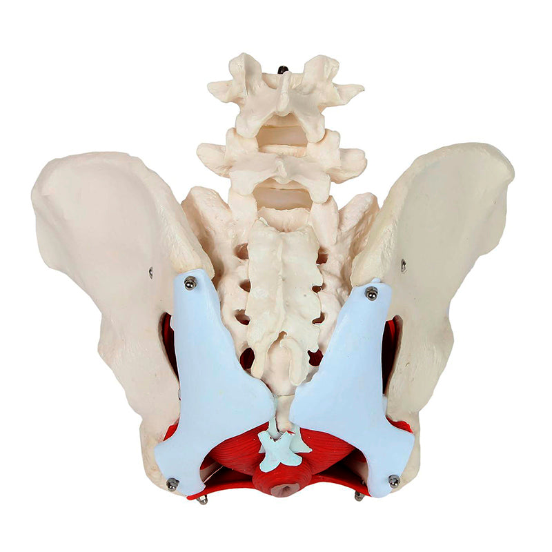 Load image into Gallery viewer, Female Pelvis Model, 6 Parts