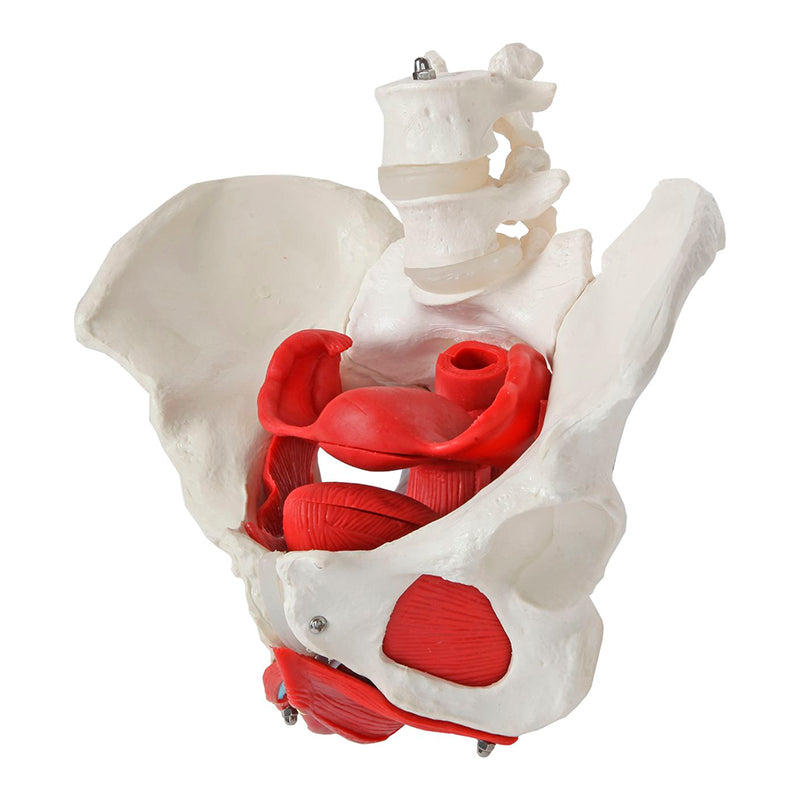 Load image into Gallery viewer, Female Pelvis Model, 6 Parts