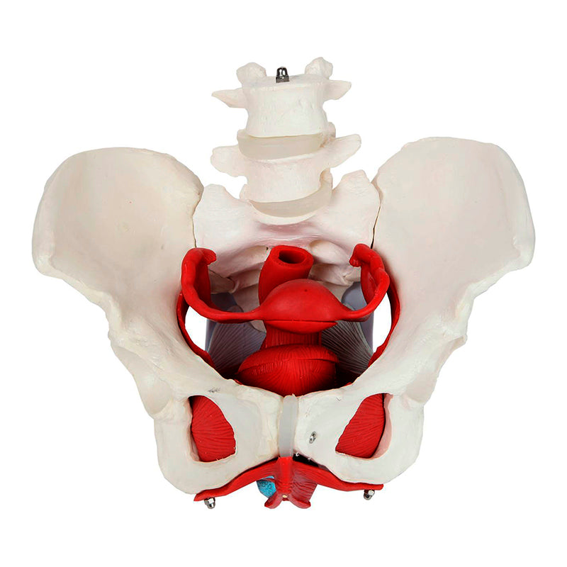 Load image into Gallery viewer, Female Pelvis Model, 6 Parts