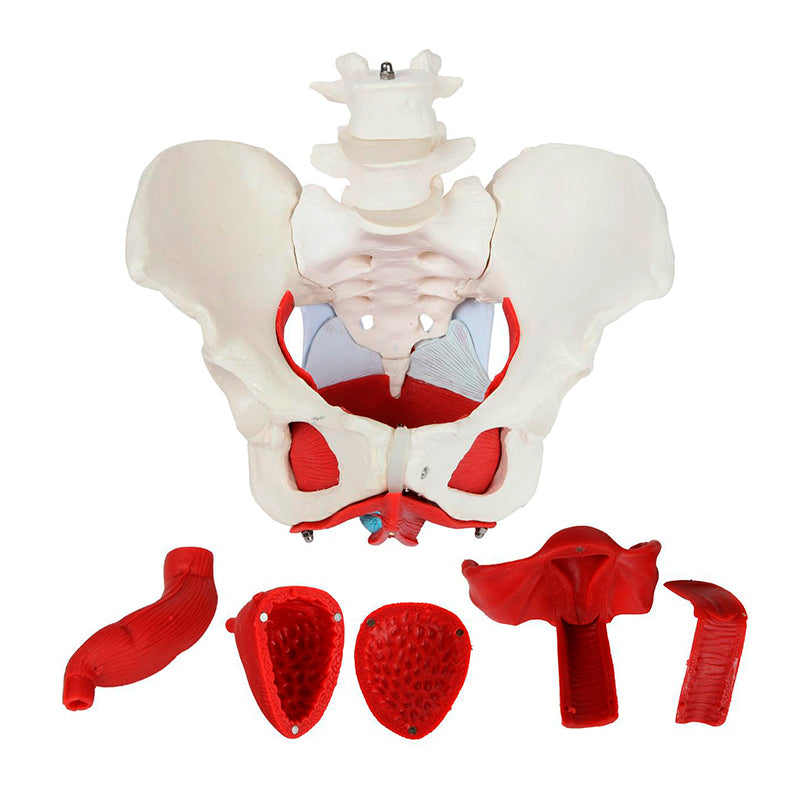 Load image into Gallery viewer, Female Pelvis Model, 6 Parts