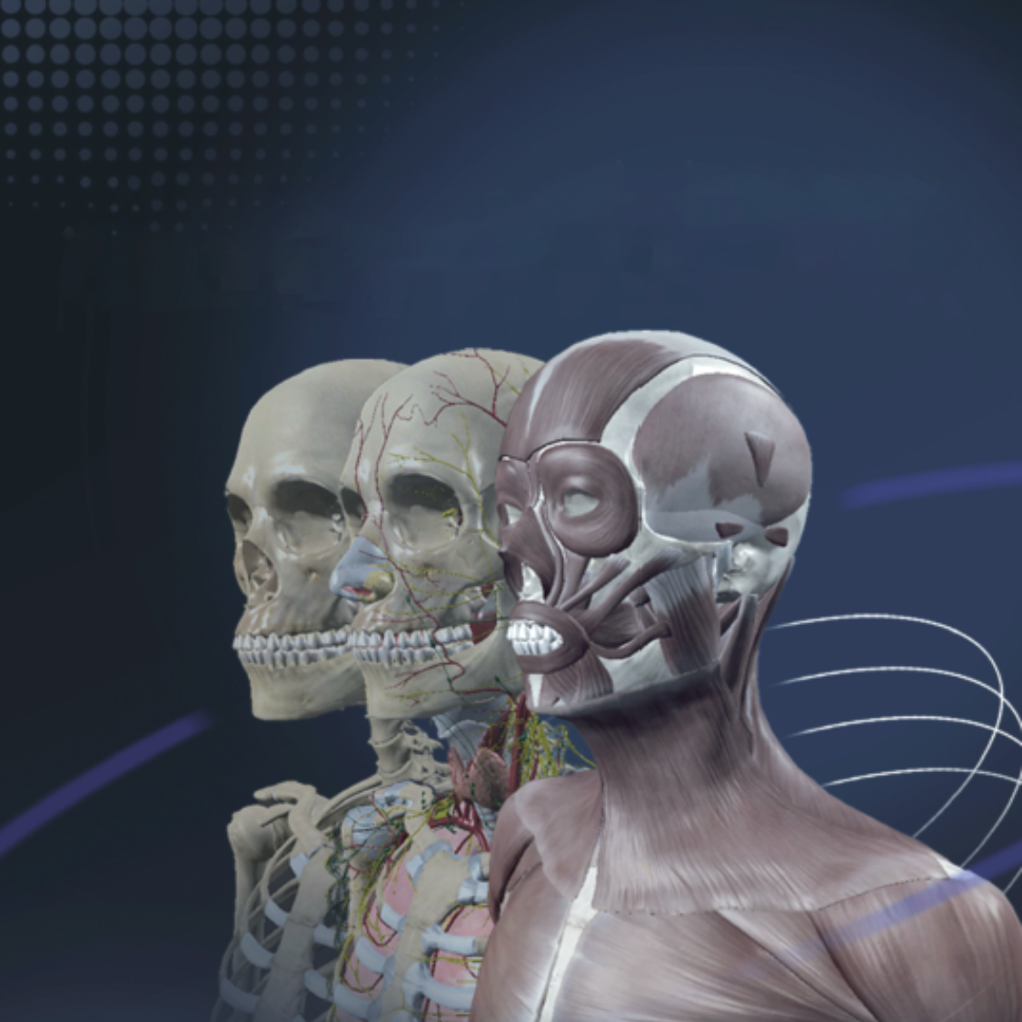 Sym Anatomy Virtual Anatomy Software [SKU: GB241201] – Nasco