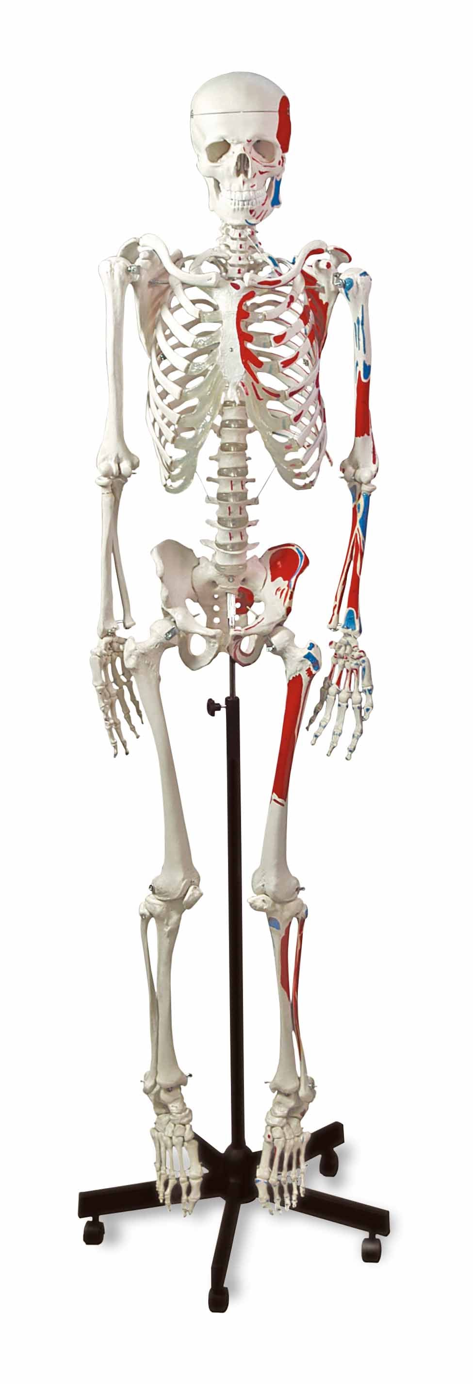 Real Human Skeleton - Articulated Antique — Skulls Unlimited International,  Inc.