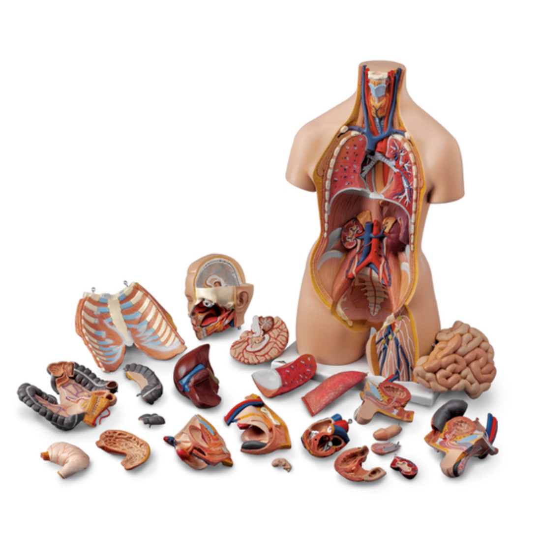Deluxe Dual Sex Torso- 24 part [SKU: SB25326U] – Nasco Healthcare