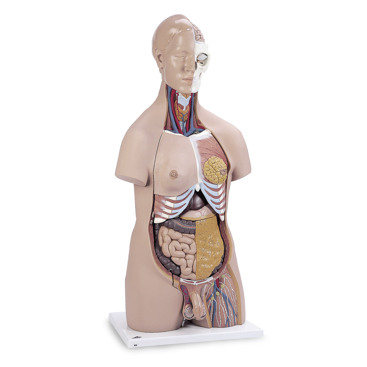 Deluxe Doppel-Sex-Torso 20-teilig Nasco Healthcare Deluxe Doppel-Sex-Torso 20-teilig Nasco Healthcare