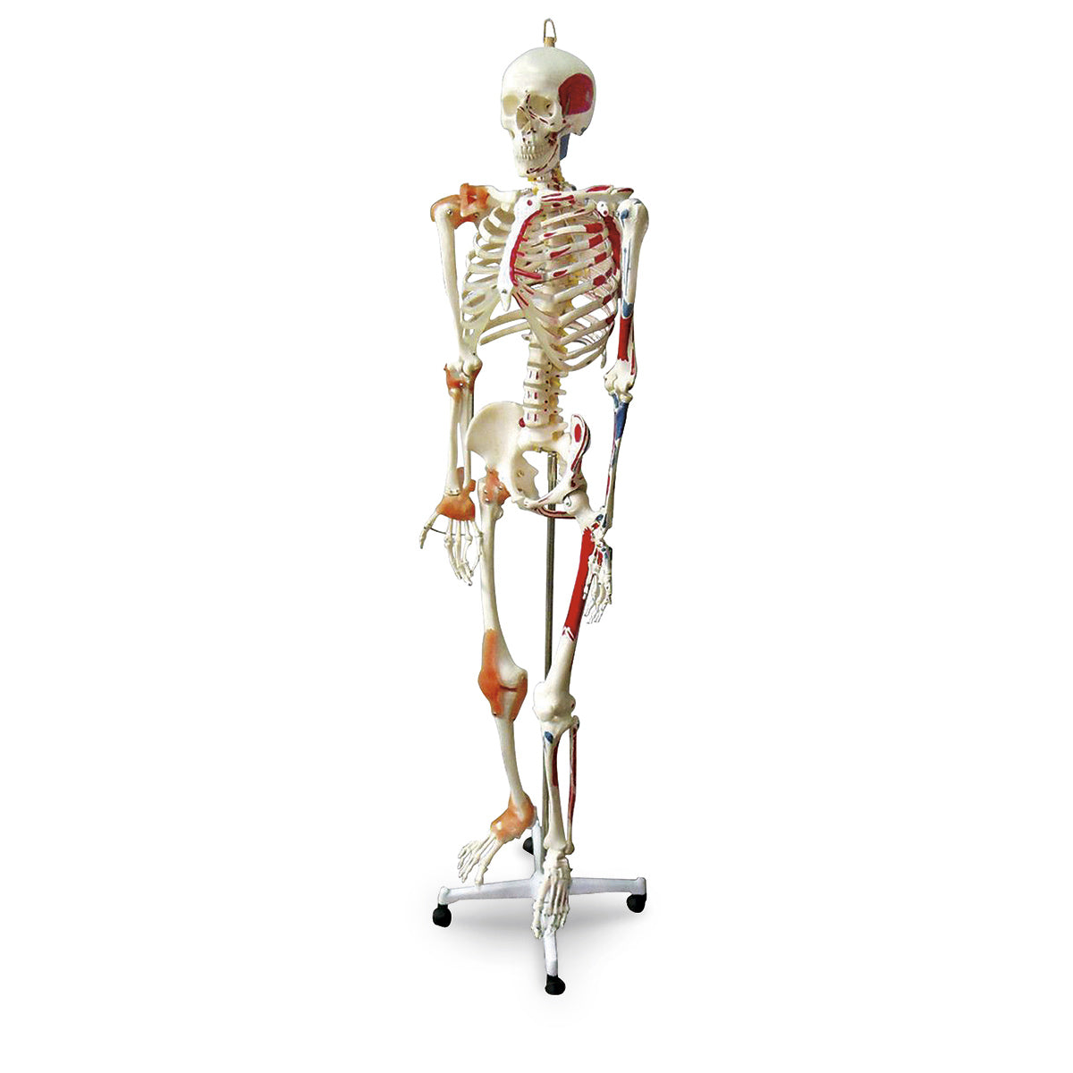 Full-Size Human Skeleton with Muscles and Ligaments – Nasco Healthcare Full-Size Human Skeleton with Muscles and Ligaments – Nasco Healthcare