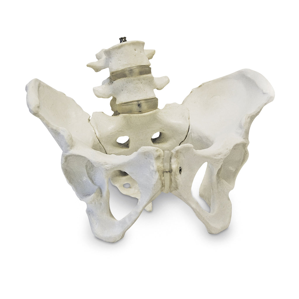 Female Pelvic Skeleton – Nasco Healthcare