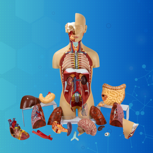 Health Science & Career Pathways Training Solutions