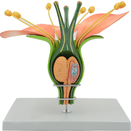 Modello di Fiore Dicotiledone, Ingrandito 14X [SKU: MG23451]