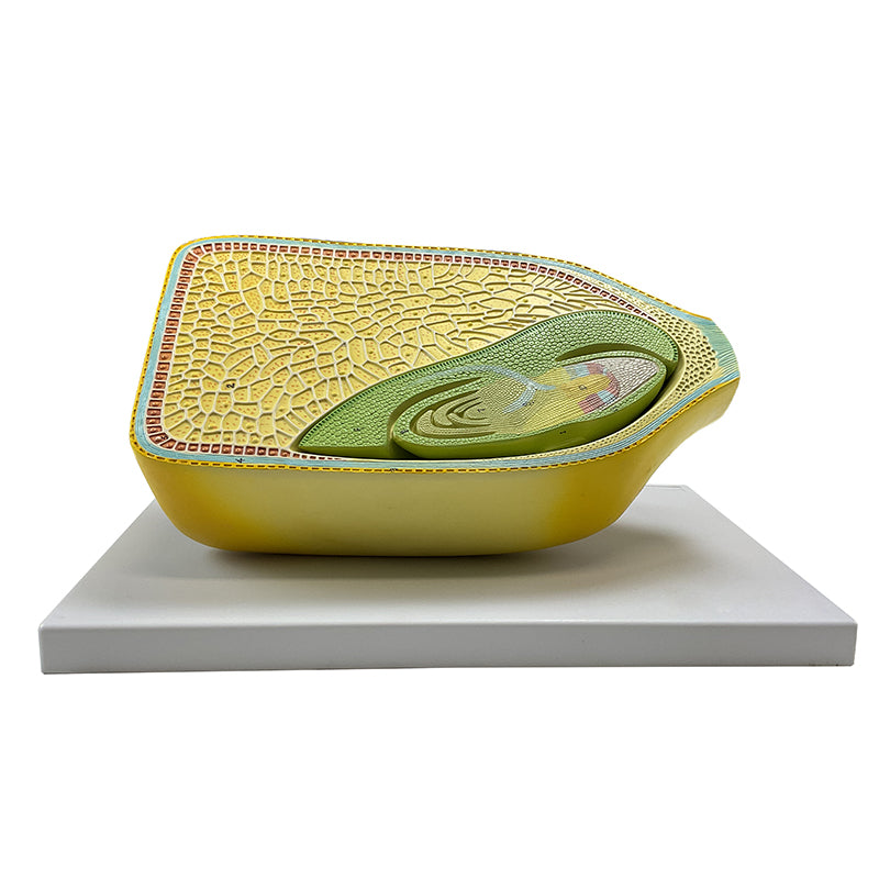 Load image into Gallery viewer, Corn Seed, 40X Enlarged Model, 2-Parts [SKU: MG17256]
