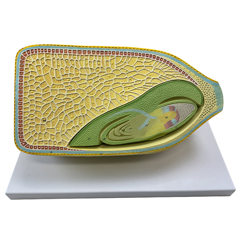 Load image into Gallery viewer, Corn Seed, 40X Enlarged Model, 2-Parts [SKU: MG17256]
