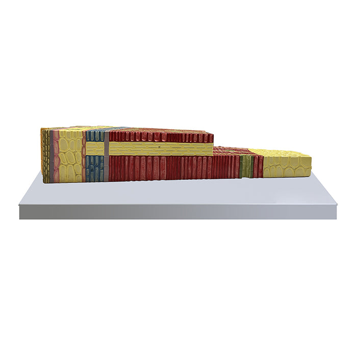 Model przekroju poprzecznego łodygi gymnospermy, powiększony 350X [SKU: MG6377]