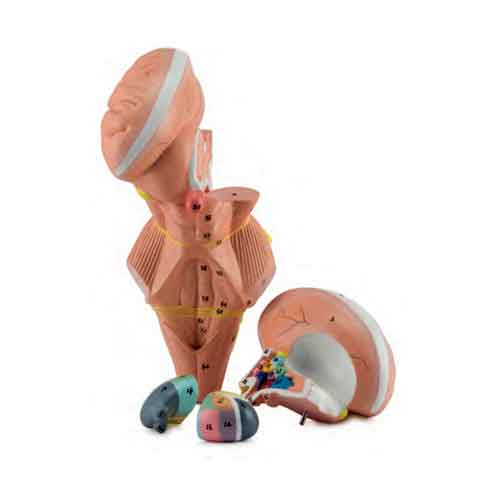 Brainstem & Hypothalamus Model, 2X Enlarged, 4 Parts [SKU: MG32071]