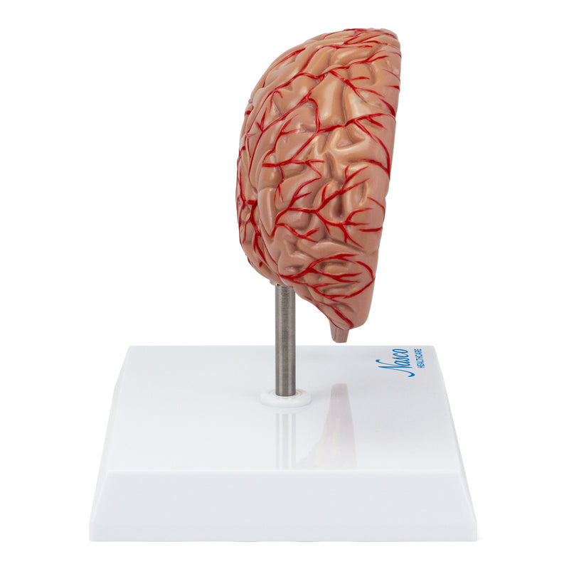 Load image into Gallery viewer, Brain with Arteries Model, Saggital Section [SKU: MG17228]
