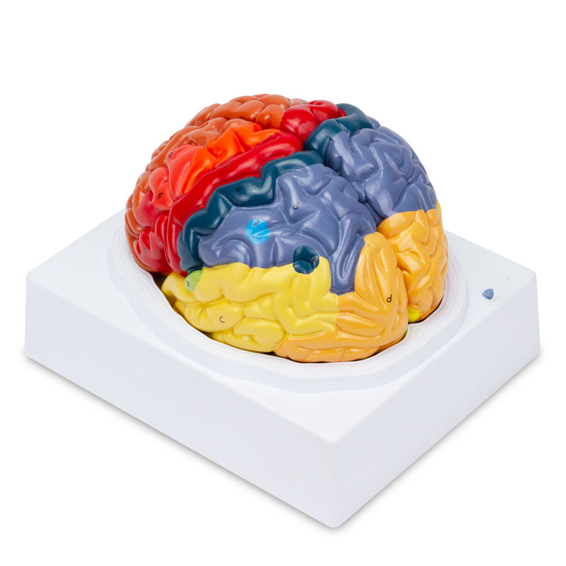 Laden Sie das Bild in Galerie -Viewer, Neuro Gehirn Modell, 2-Teile [SKU: MG21721]
