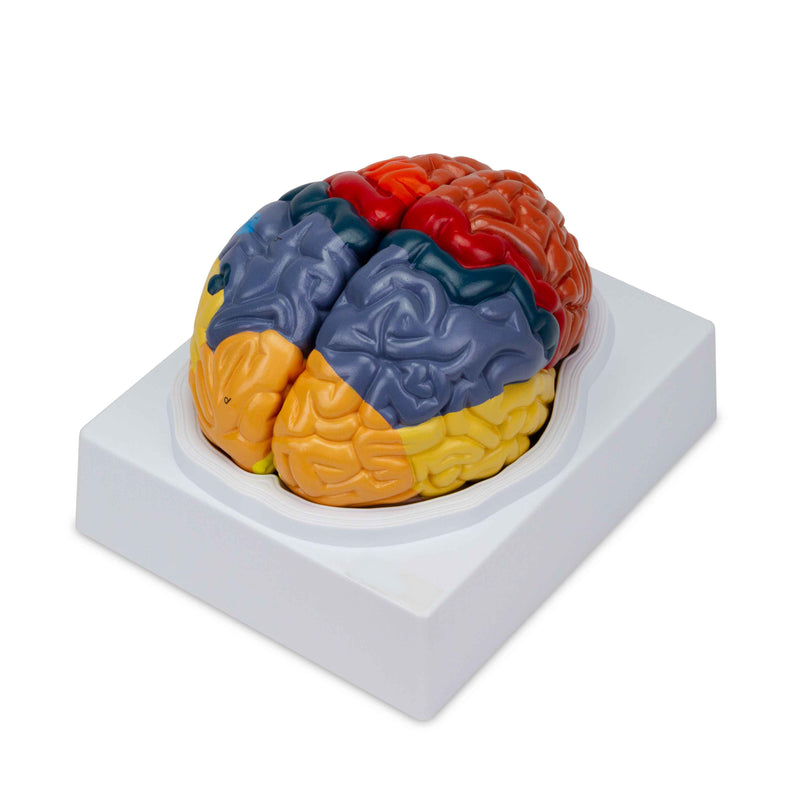 Laden Sie das Bild in Galerie -Viewer, Neuro Gehirn Modell, 2-Teile [SKU: MG21721]

