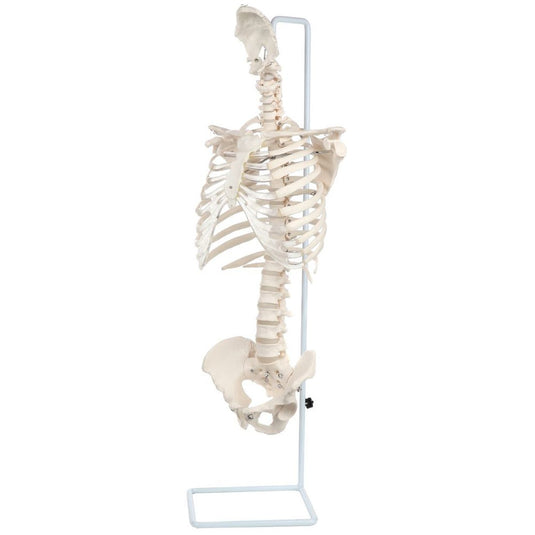 Classic Flexible Spine with Ribs Model [SKU: MG21854]