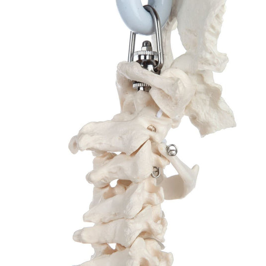 Classic Flexible Spine with Ribs Model [SKU: MG21854]