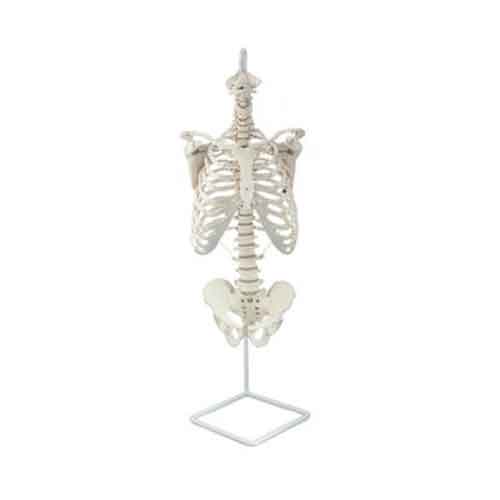 Load image into Gallery viewer, Classic Flexible Spine with Ribs Model [SKU: MG21854]
