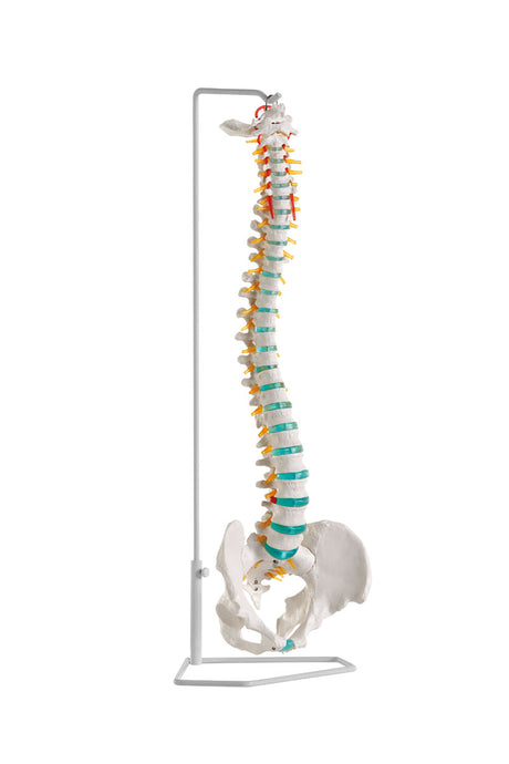Classic Flexible Spine Model [SKU: MG21855]