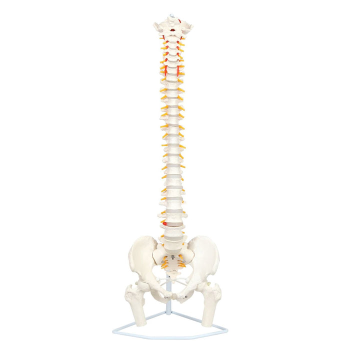 Klasikong Flexible Spine na may Femur Heads Model [SKU: MG21853]