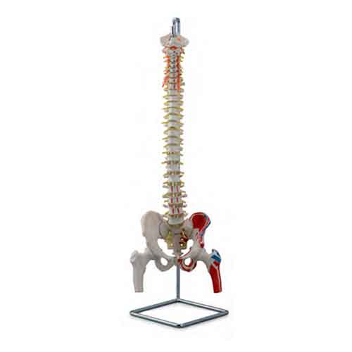 Classic Flexible Spine Model with Femur Heads & Painted Muscles [SKU: MG21856]
