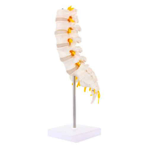 Load image into Gallery viewer, Lumbar Spine Model [SKU: MG21887]
