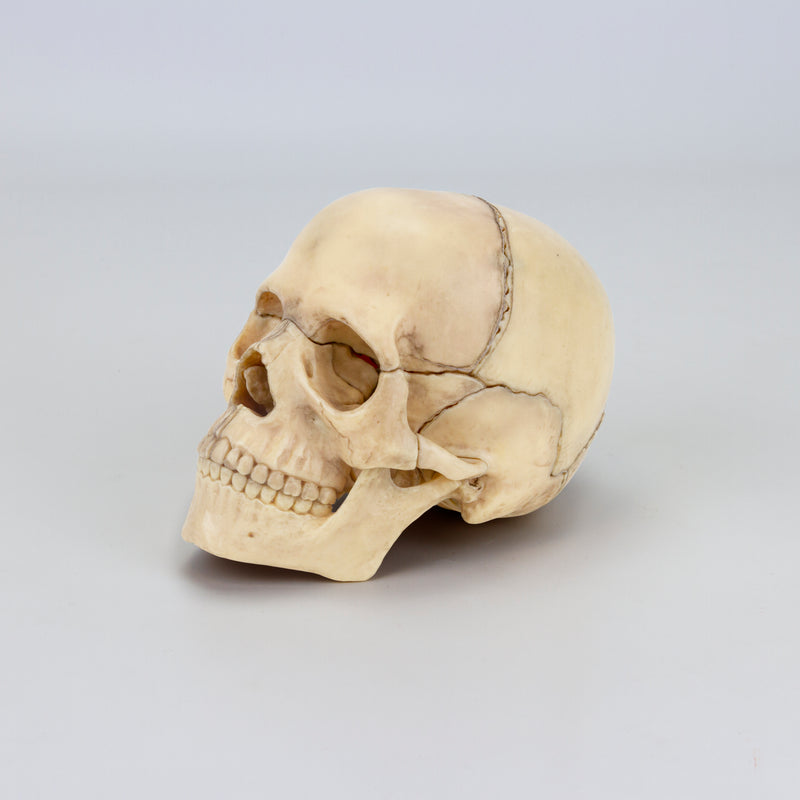 Cargue la imagen en el visor de la galería, Modelo de Calavera Clásico Mini, 15, Piezas [SKU: MG7386]
