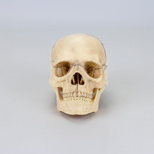 Modelo de Calavera Clásico Mini, 15, Piezas [SKU: MG7386]