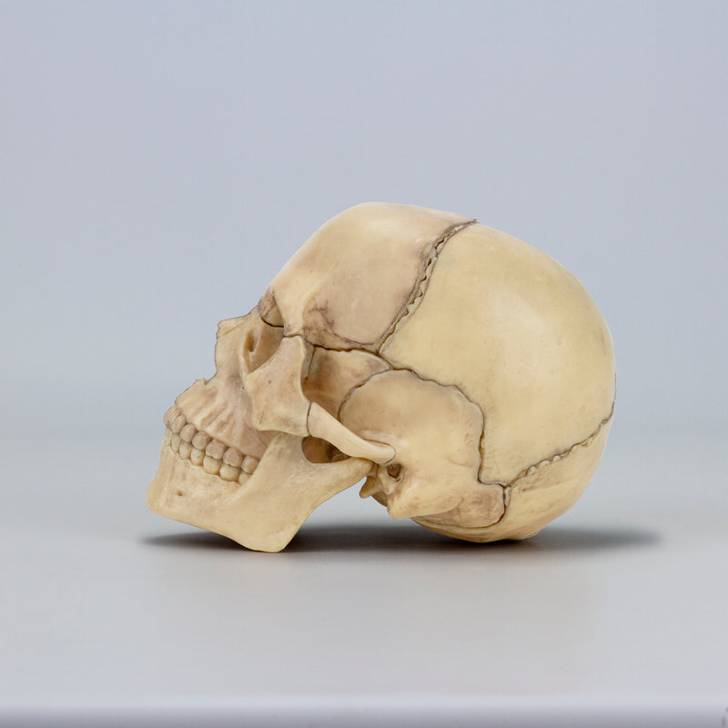 Cargue la imagen en el visor de la galería, Modelo de Calavera Clásico Mini, 15, Piezas [SKU: MG7386]
