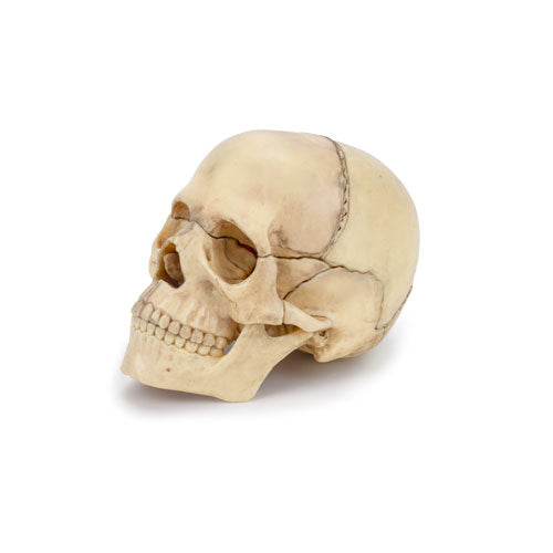 Modelo de Calavera Clásico Mini, 15, Piezas [SKU: MG7386]