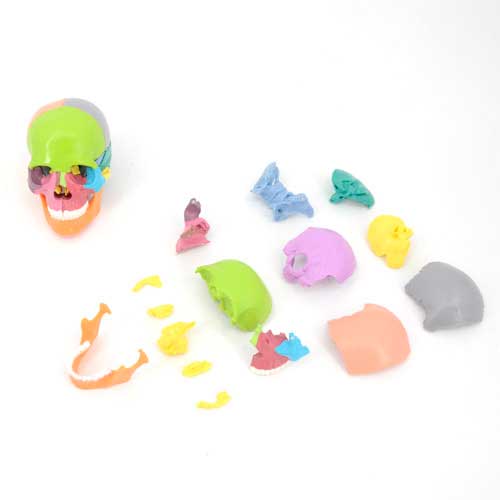 Mini Didactic Skull Model, 15 Parts [SKU: MG7394]