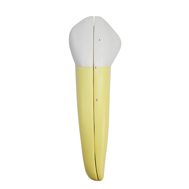 Load image into Gallery viewer, Lower Canine Tooth Model, 2-Parts [SKU: MG21502]
