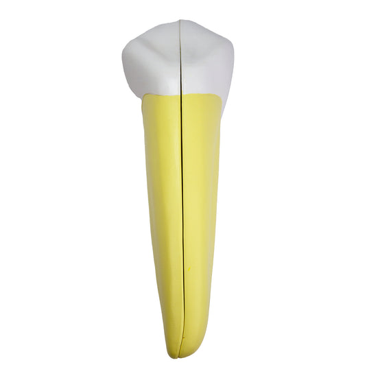 Lower Canine Tooth Model, 2-Parts [SKU: MG21502]