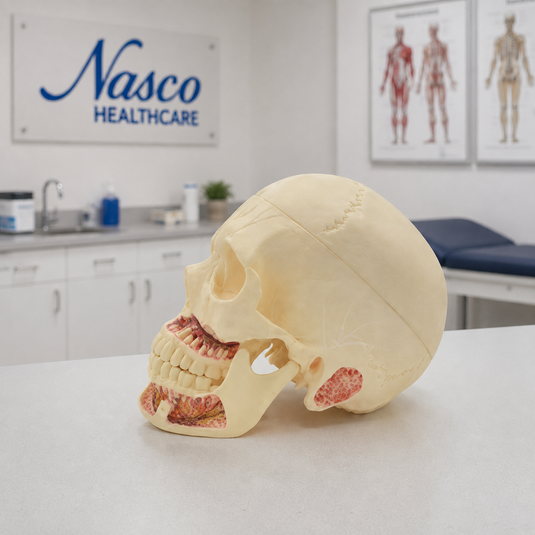 Deluxe Human Skull