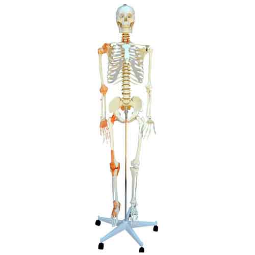 वयस्क कंकाल लिगामेंट्स के साथ, माउंटेड [SKU: MG22946]