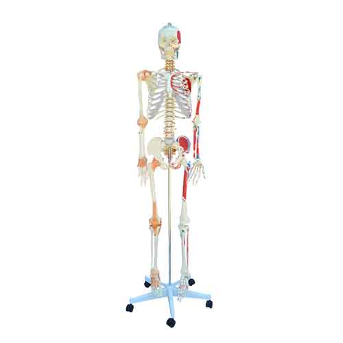 キャスター付きスタンドに取り付けられた筋肉と靭帯のある成人骨格 [SKU: MG22945]