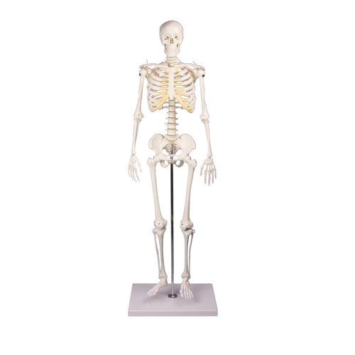 Mini Szkielet z Elastycznym Kręgosłupem [SKU: MG35899]