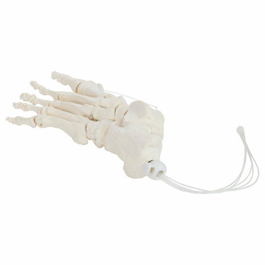 Modello Scheletrico del Piede, Corda in Nylon [SKU: MG8516]