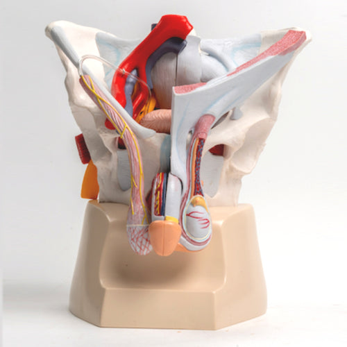 男性骨盤（靭帯、血管、神経モデル、7部品）[SKU: MG40890]