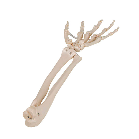 Hand met Ulna en Radius Model, Draad Gemonteerd [SKU: MG22953]